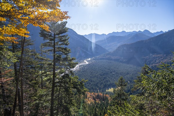 Forest in autumn