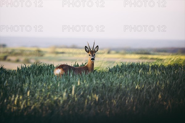 A male roe deer