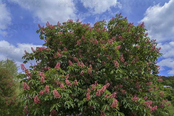 Red horse chestnut