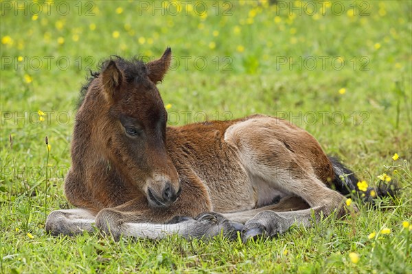 Young Icelandic horse