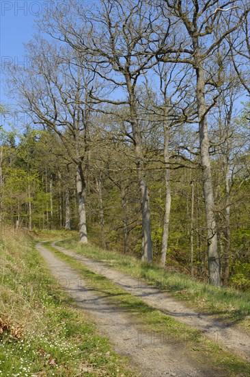 Forest trail