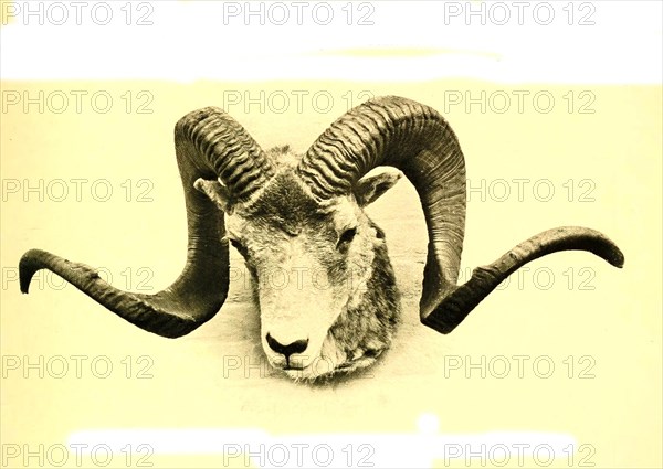 Pamirian breed of Marco Polo sheep