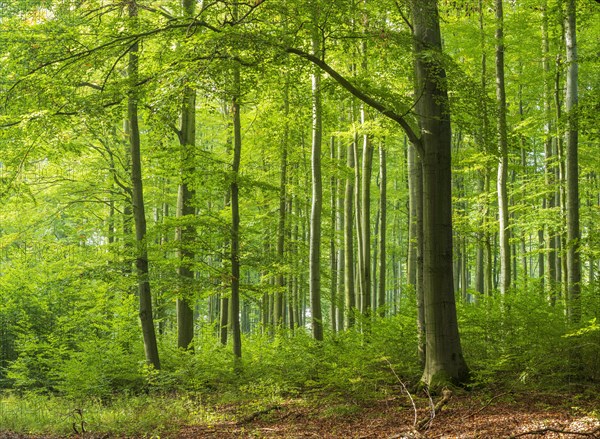 Sonniger naturnaher Buchenwald mit Naturverjuengung