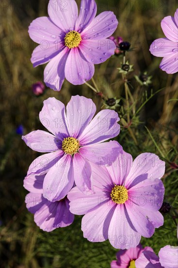 Mexican aster