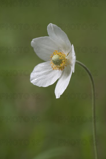 Snowdrop anemone