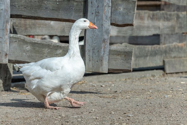 Domestic geese