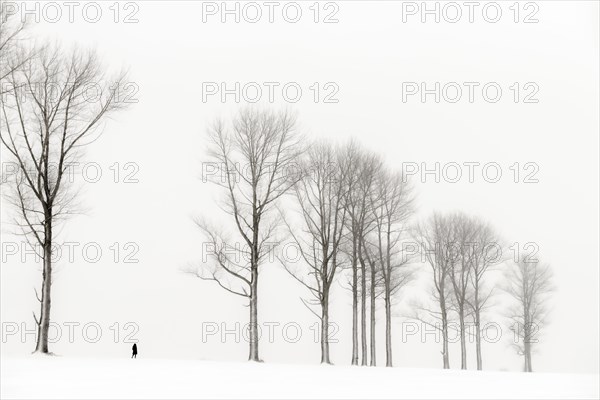 Einsame Frau laeuft in winterlicher Baum Allee