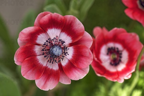 Anemones