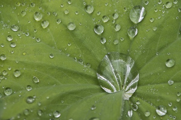 Water droplets on garden lady's mantle