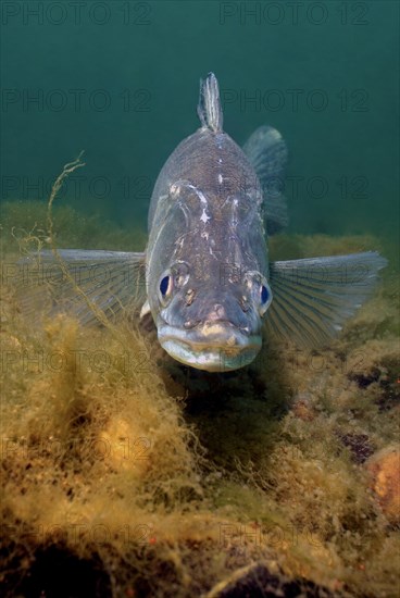 Frontal view of pikeperch