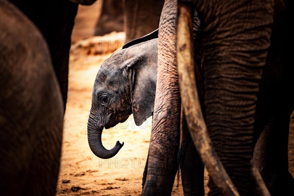 African elephant