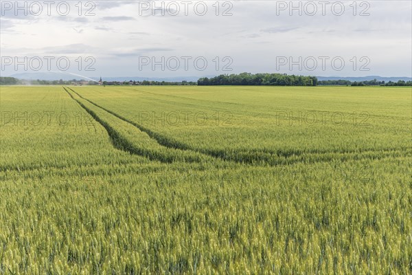 Wheat field in spring in plain. Alsace