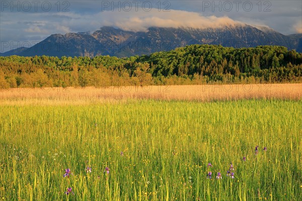 Siberian iris