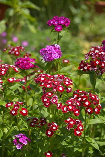 Bearded carnations flowering in the garden