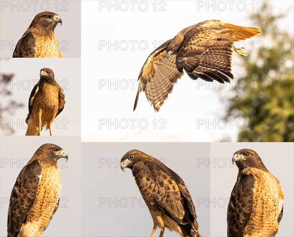 Set of various california red hawk