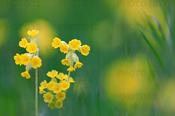 Common cowslip