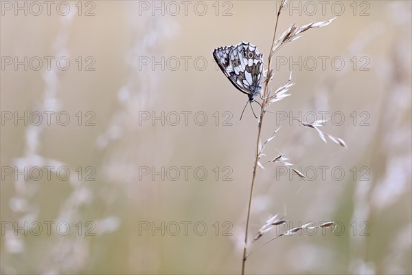 Checkered butterfly