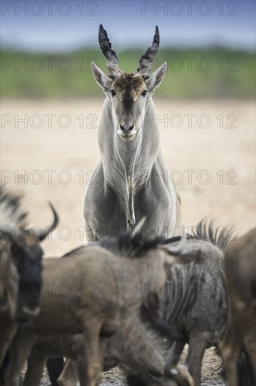 Common eland