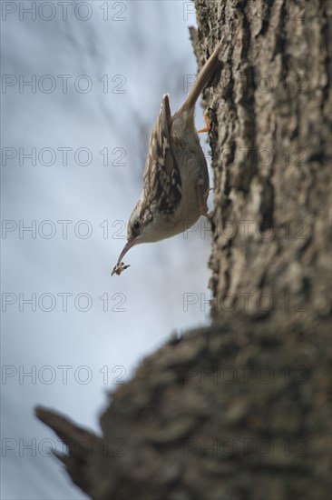 Short-toed treecreeper