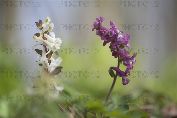 Hollow larkspur