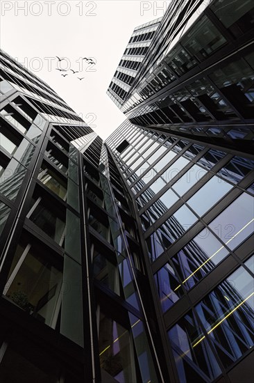 Birds above two skyscrapers