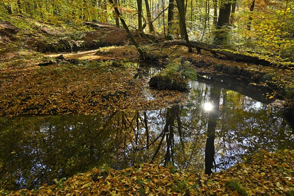 Rotbach in the autumnal Hiesfeld Forest