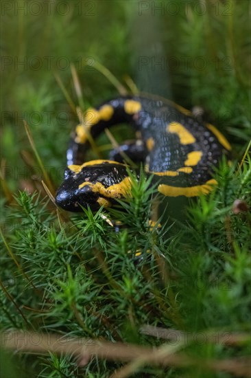 Feuersalamander