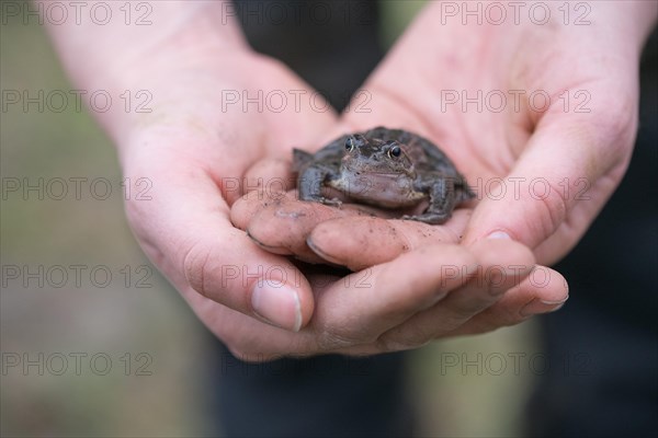 Grasfrosch