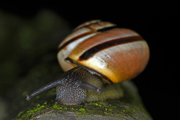 Nahaufnahme einer Hain-Baenderschnecke