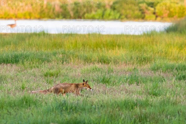 Red fox