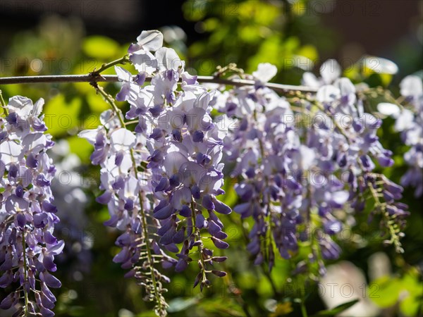 Flowering wisterias