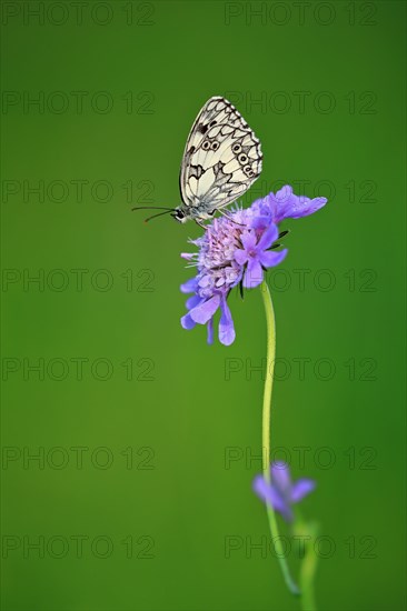 Checkered butterfly