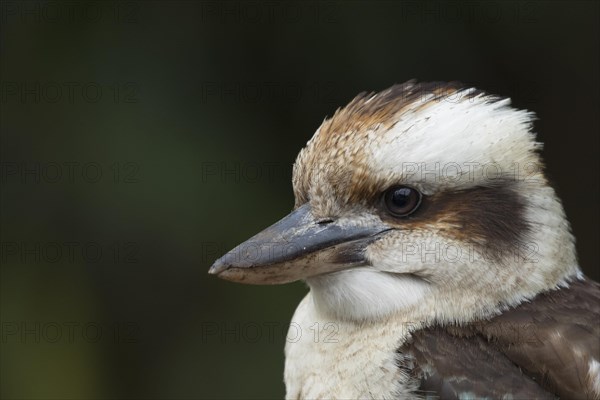 Laughing kookaburra