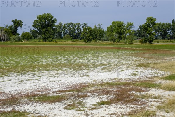 Dried-up salt puddle in late summer