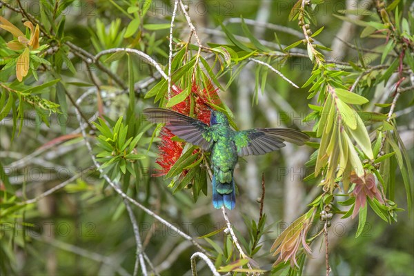 Mexican violetear