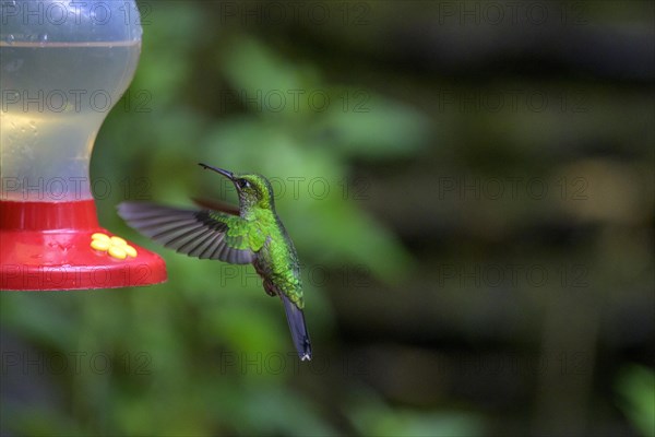 Green-crowned brilliant