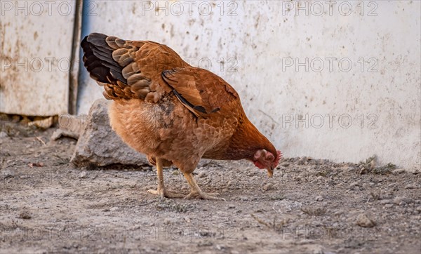 Portrait of a domestic hen