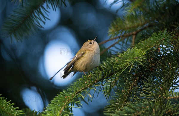 Wintergoldhaehnchen