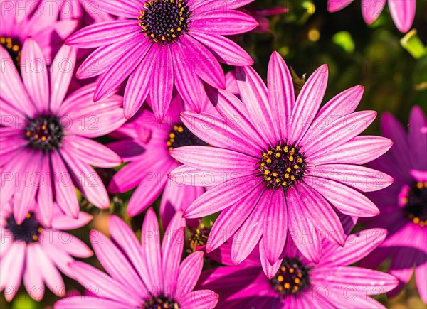 African Daisy Colour Mix