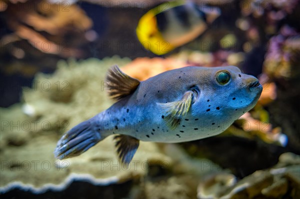 Blackspotted puffer