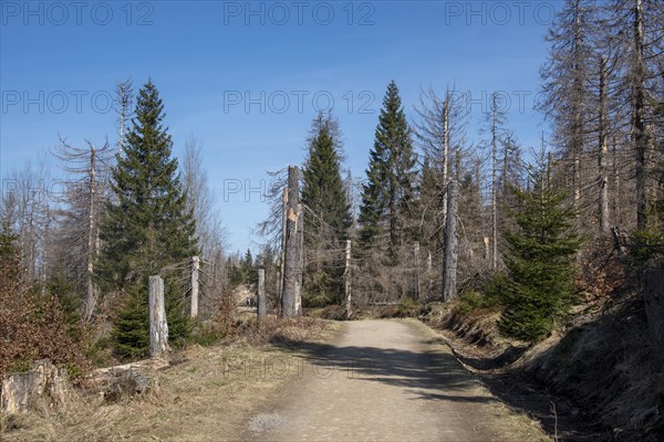 Tote Fichten vor blauem Himmel