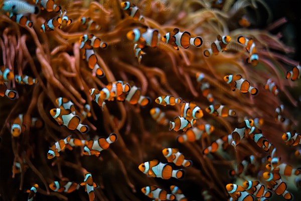 Clown Anemonefish