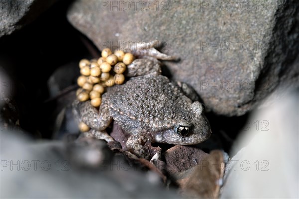 Common midwife toad