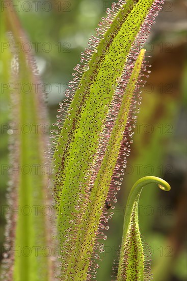 Catch leaves of drosera regia