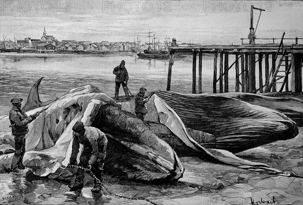 The Slaughter of Whales in Norway
