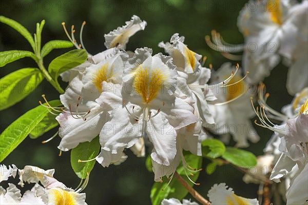 White flower of a Western Azalea