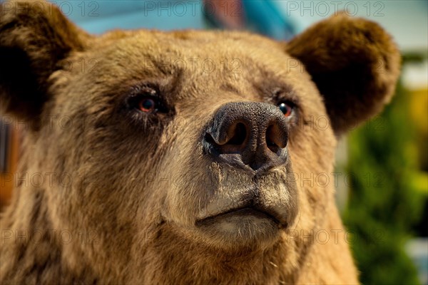 Head of a stuffed big brown bear as wild animal