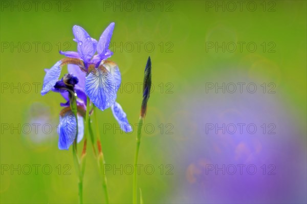 Siberian iris