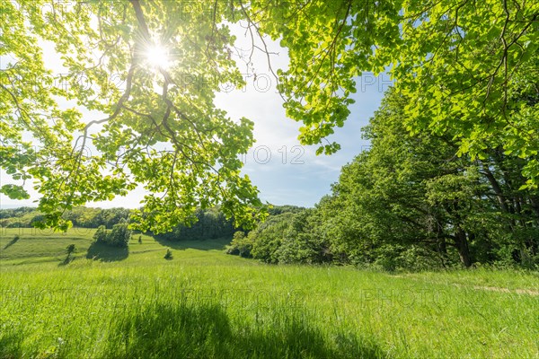 Sunny green landscape of clearing in forest bodure in spring. Kaiserstuhl