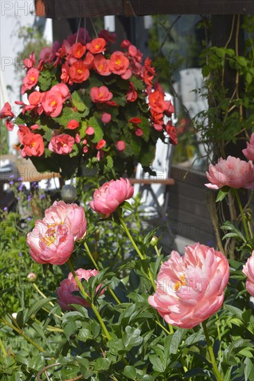 Peony flowering in the garden